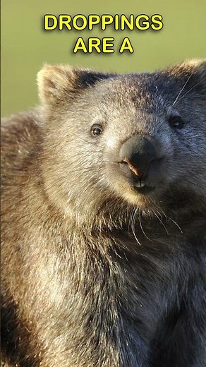 wombat facts
