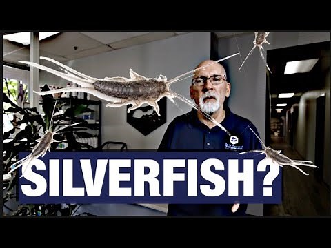 Stop Silverfish From Entering Your Home