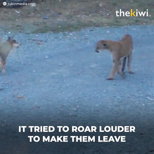 44K views · 277 reactions | A puma entered a backyard in search of food, but encountered two guardian dogs who were not happy with the visit and would do anything to get the wild animal out of their home. | The Kiwi | Facebook