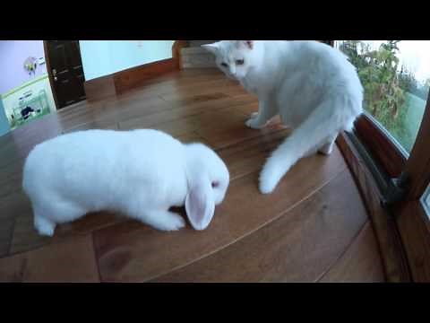 Cute Bunny Playing with Cat