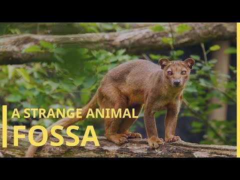 Fossa: Madagascar's Tree-Climbing Predator