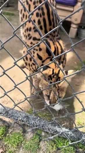 Why the African Serval is the Coolest Cat