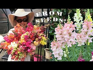 Planting Snapdragon Seeds. This is how we start our plants! 🌸💐🌼