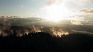 美しい 木 森林 - Free video on Pixabay