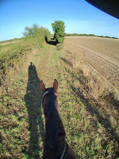 Les renforcements sont des termes de scientifiques. Pas des chevaux #equitation #cheval #horse | Progresser avec son cheval