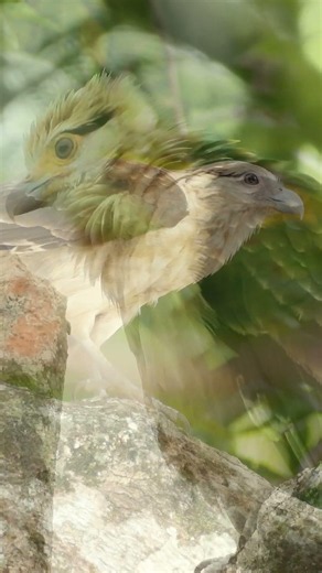 Why This Yellow-headed Caracara Is So Clever #wildlife #birds