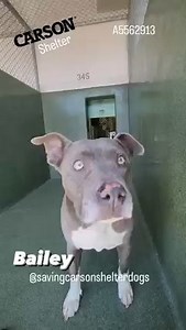 1.6K views · 144 reactions | Adopted  A5562913 ✰ BAILEY -6/24/23-...