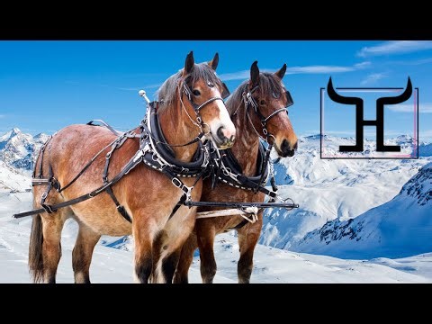 Rare Brabant Mare Team in Foal to Blue Boy – Sparkle & Shine