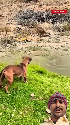 Dog Barks at Exhausted Snake After Chasing Squirrel 😱🐕🐍🐿️ #shorts #dog #animals