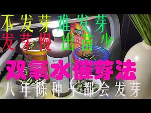 【渔耕笔记】种子不发芽 双氧水育苗催芽 高效发芽方法 陈年种子育苗 How Hydrogen peroxide help speed up Seeds Germination