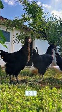 Metaheuristics: Solving the Intractable