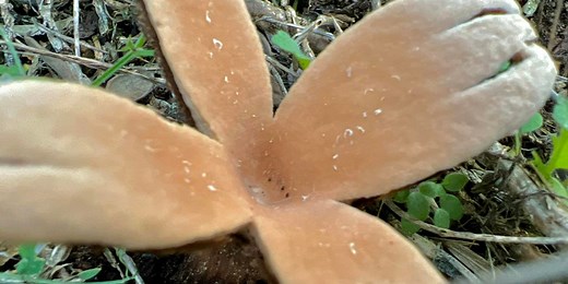 See the rare 'Devil's Cigar' hissing mushroom spotted at Texas state park