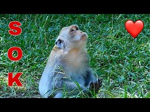 The Story Of Sok Monkey ❤️