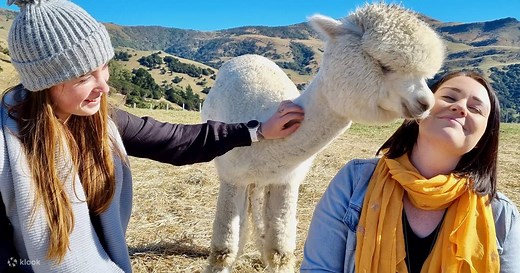Akaroa Shamarra Alpaca Farm Tour - Klook The Bahamas