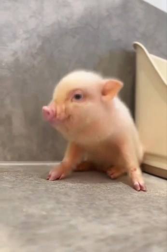 72K views · 1.2K reactions | Buon giorno a tutti | Polizia Locale e Sicurezza Urbana: Direttore Responsabile Antonio Barbato | Facebook