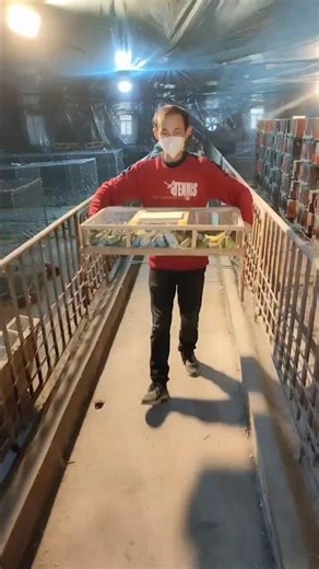 Parrot Farming Daily Routine 🦜 | Bird Care & Transport Cage Life #birds #villagelife #parrot