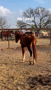 I’ve been loving all the adoption update videos that have been coming in! Taegan was rescued completely unhandled and starved. This was over two years ago and I did not feel brave enough to take on a wild horse. I said if you eat from my hand I’ll take you home today. I couldn’t believe it when she took hay from me. A promise is a promise! She was saved that day. She made a full recovery and she was adopted to the best home ever, where she is absolutely spoiled and loved every single day. I love