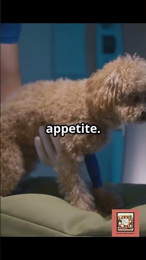 Is Your Dog Constipated? 5 Signs to Watch Out For! #dog #dogshorts #animals #petcare