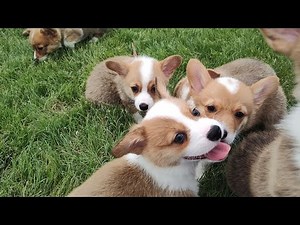 Watch our adorable 8 week old Corgi puppies playing outside