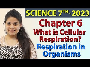 What is Cellular Respiration? - Chapter 6 - Respiration in Organisms - Science Class 7th NCERT