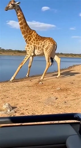 A Cheetah vs a Giraffe?! You Won’t Believe What Happens Next