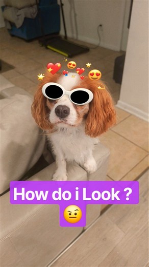 Cinderella Wow #shorts #dog #cinderella #trending #trend #relatable #viral