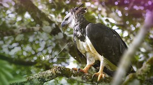 The harpy eagle can lift prey over half its own body weight. #TheHunt | BBC Earth