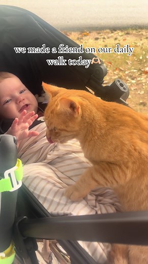Encounters with a Stray Cat During Our Daily Walk