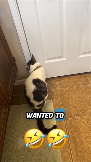 #funny #viral #voiceover #talking #fyp | funny voice over