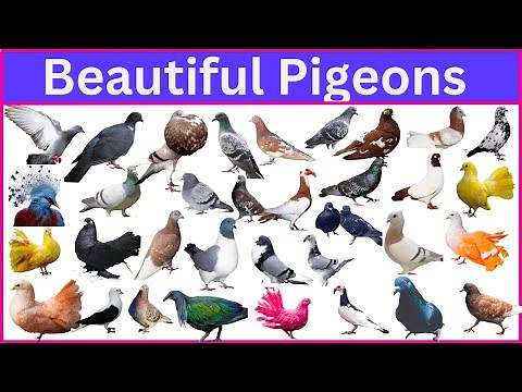 Unbelievable Pigeon Breeds That Will Leave You in Awe