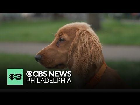 How owners can spot early signs of pain in their dogs