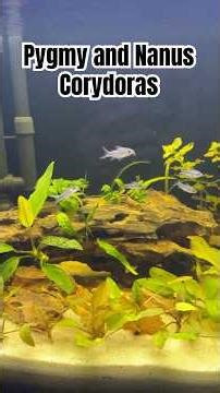 Pygmy & Nanus Corydoras Compilation – part 1 | 84L Planted Father Fish Tank