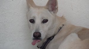 31K views · 496 reactions | ADOPTED - moved to SAFE Album 03/11 LUNA...