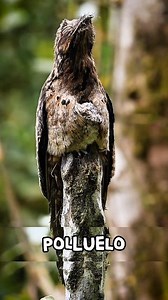 146K views · 2.2K reactions | Un ave con un camuflaje formidable 黎 #animals #wildlife #vidasalvaje | Dato Animal | Facebook