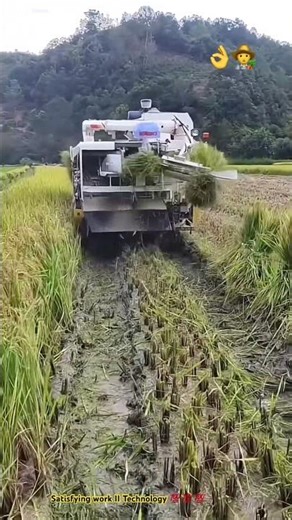 Farming documentary : Muddy rice harvesting