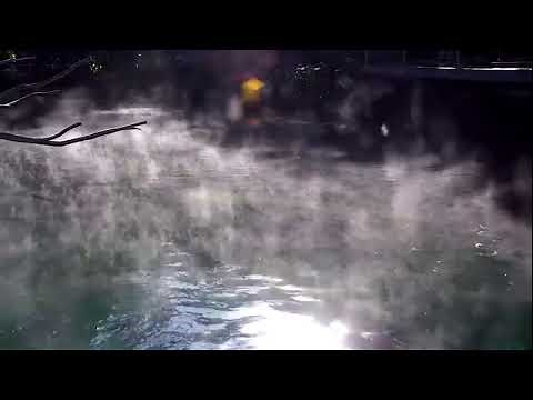 Hippo Cam Live