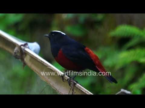 A White-capped Redstart calling and displaying natural behaviour