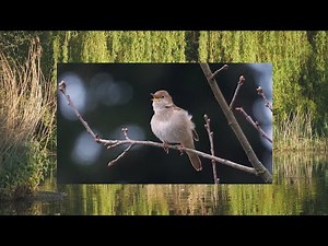 CHANTS D'OISEAUX DANS la FORÊT