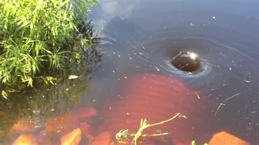 Mysterious Water Disturbances in a Natural Setting