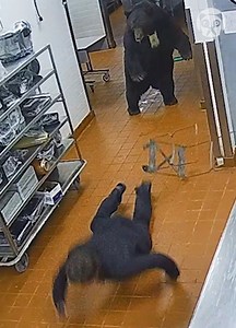 3.7K views | Bear attacks security guard | Lady Panda | Facebook