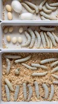 “Silk Farming Time-Lapse 🐛 | From Egg to Silk Thread 🌾✨ #Sericulture #SilkFarming #Silkworm
