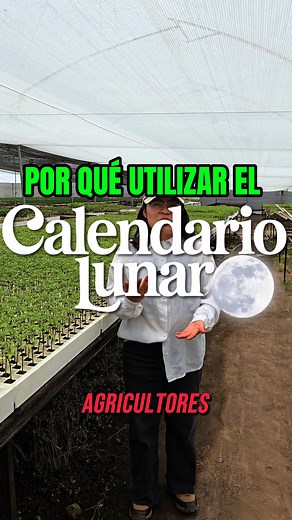 🌙✨ ¿Por qué utilizar el calendario lunar en la agricultura? Porque cada fase de la luna influye en cómo crecen y se desarrollan tus cultivos 🌱🌕 Sembrar, trasplantar o podar en el momento adecuado puede marcar la diferencia entre una cosecha buena y una extraordinaria 💪🌾 Y recuerda… aunque la luna influye, el éxito empieza con plantas de calidad 🌿 💚 LA PLANTA EC, donde cada planta nace fuerte, sana y lista para producir más 🚜 #LaPlantaEC #CalendarioLunar #AgriculturaEcuatoriana #CultivosS