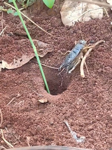 2500 fire ants VS Two crickets insect | Soriya | Facebook