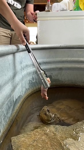 Snapping Turtle BITE Slow Motion! #OscarsAtHome #turtle #turtles #snappingturtle #snappingturtles #iliketurtles #slowmotion #fyp | Joseph Mccool