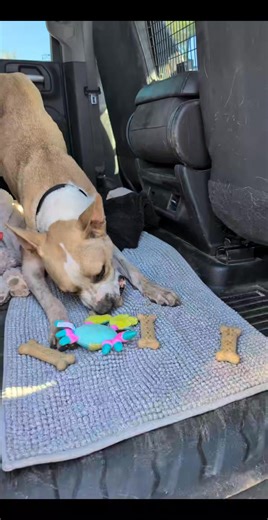 Pinal County Animal Care and Control on Reels