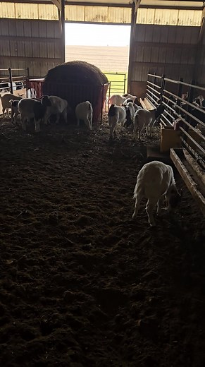 We are flushing the does with a corn/pellet mix in preparation for breeding season. | Liberty Acres Goat Company