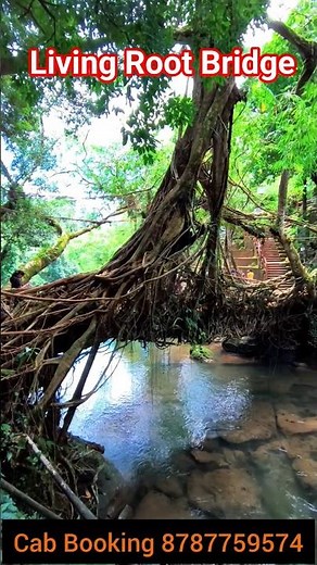Living Root Bridge Meghalaya | Natural Wonder of India, Shillong Tour Plan