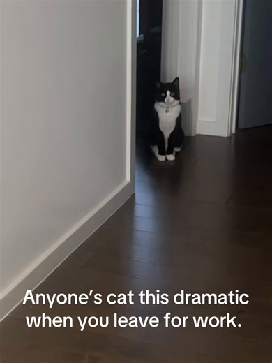 Dramatic Cats: The Real Drama Queens of TikTok