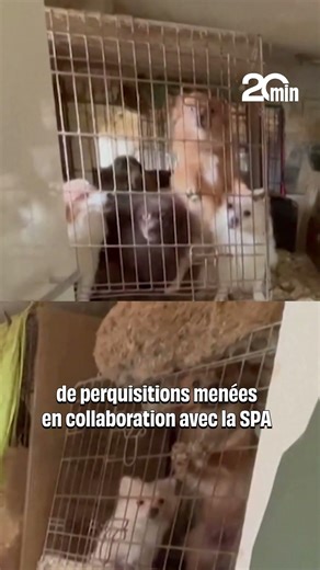 820 mistreated animals rescued by the gendarmerie from an illegal farm in the Var region