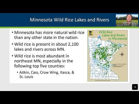 68 How to harvest wild rice